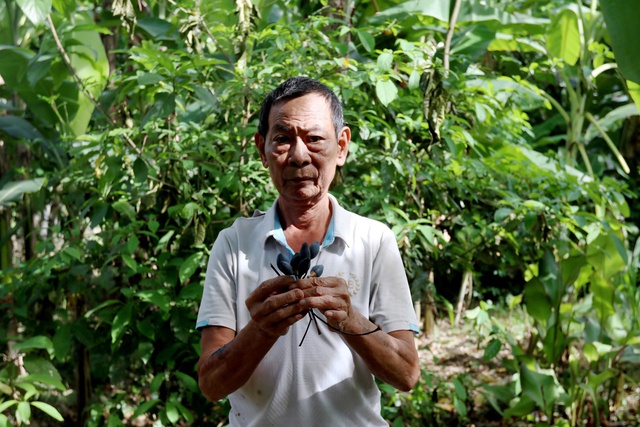 Nông dân thất thu vì thứ quả được ví như 'vàng đen' mất mùa - Ảnh 5.