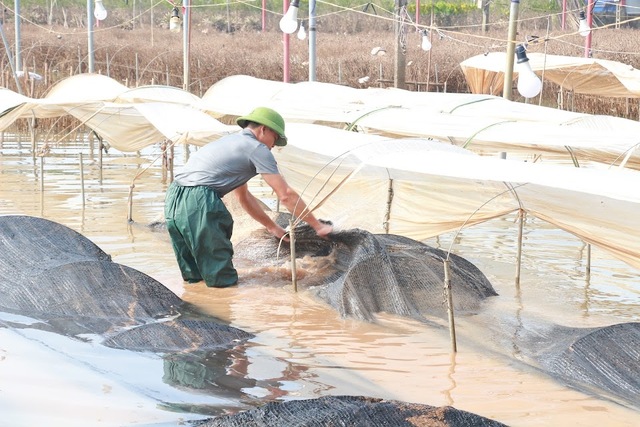 Làng hoa nổi tiếng ở Nam Định đổi màu, khô héo và thối rứa do bị ngập nhiều ngày - Ảnh 4.