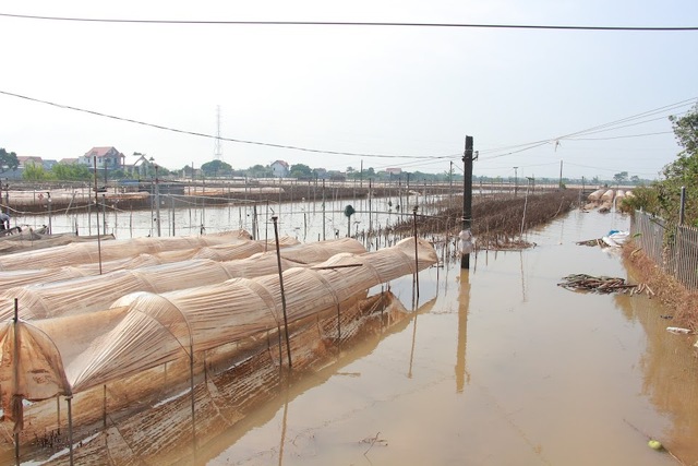 Làng hoa nổi tiếng ở Nam Định đổi màu, khô héo và thối rứa do bị ngập nhiều ngày - Ảnh 2.