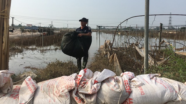 Làng hoa nổi tiếng ở Nam Định đổi màu, khô héo và thối rứa do bị ngập nhiều ngày - Ảnh 3.