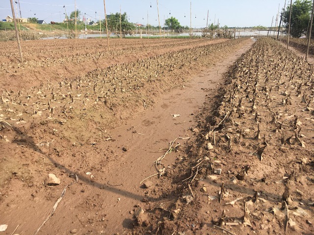 Làng hoa nổi tiếng ở Nam Định đổi màu, khô héo và thối rứa do bị ngập nhiều ngày - Ảnh 9.