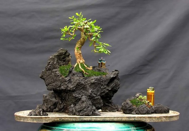 tieu-canh-bonsai-17268244141342133428897.jpg