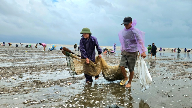 Cả dãy ngao trải dài hơn 1km dạt vào bờ, người dân đổ xô ra biển nhặt 'lộc trời' sau bão số 4- Ảnh 2.