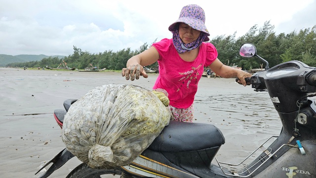 Cả dãy ngao trải dài hơn 1km dạt vào bờ, người dân đổ xô ra biển nhặt 'lộc trời' sau bão số 4- Ảnh 5.