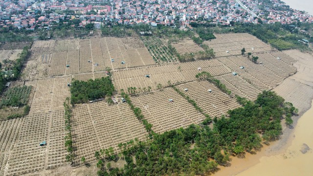 Hàng loạt cây phật thủ tại các nhà vườn ven sông Hồng tan hoang sau bị ngập - Ảnh 1.