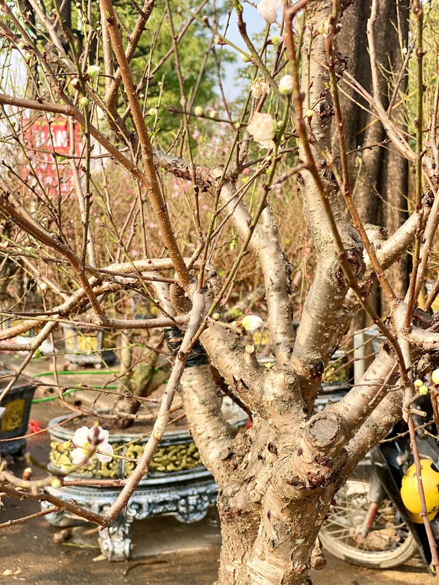 Chợ hoa Tết tấp nập hàng nhưng ‘kén’ người mua- Ảnh 17.