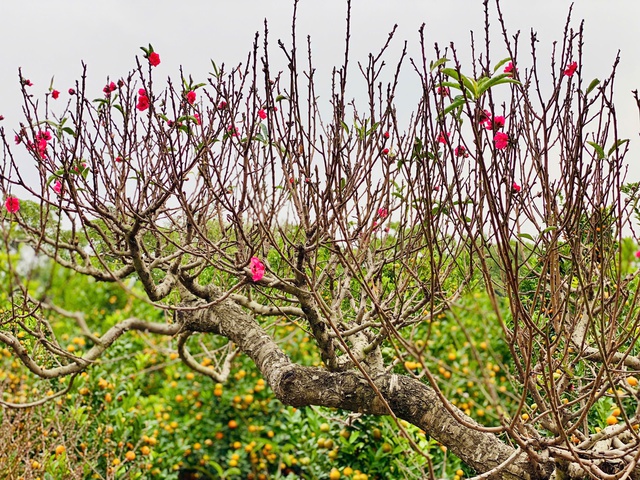 Những gốc đào cổ thụ có giá lên đến cả trăm triệu đồng nhưng vẫn ‘cháy’ khách thuê - Ảnh 19.