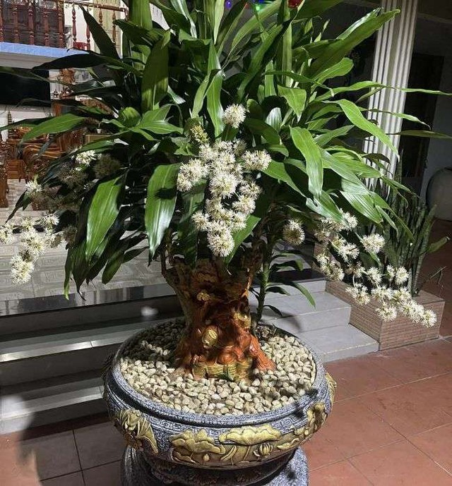 Cây thiết mộc lan ra hoa báo hiệu điều gì? - Ảnh 3.
