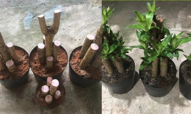 Cây thiết mộc lan ra hoa báo hiệu điều gì? - Ảnh 2.