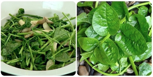 Bất ngờ 5 nhóm người này được khuyến cáo không nên ăn rau mồng tơi - Ảnh 1. Bất ngờ 5 nhóm người này được khuyến cáo không nên ăn rau mồng tơi - Ảnh 1.