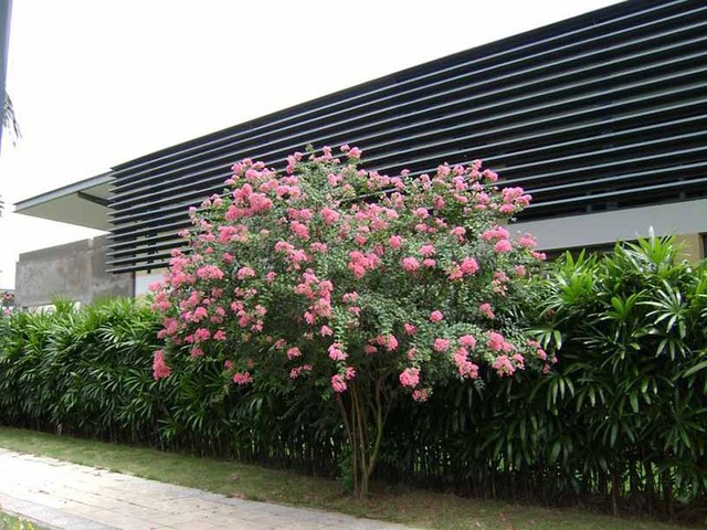Loại cây phong thủy được cho là "nam châm hút tiền", hầu như có mặt trong những gia đình giàu - Ảnh 3. Loại cây phong thủy được cho là "nam châm hút tiền", hầu như có mặt trong những gia đình giàu - Ảnh 3.