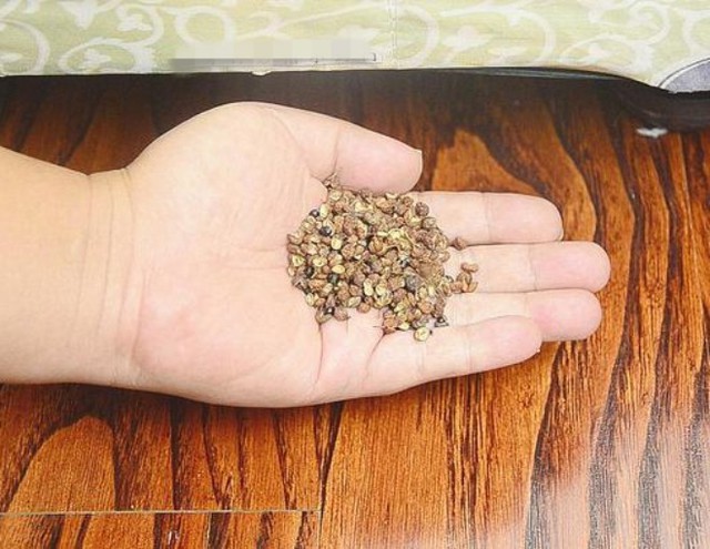 Lợi ích bất ngờ khi đặt nắm hạt tiêu dưới gầm giường - Ảnh 2. Lợi ích bất ngờ khi đặt nắm hạt tiêu dưới gầm giường - Ảnh 2.