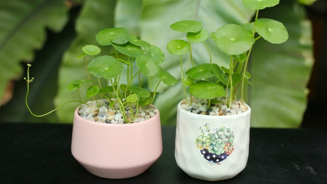 Loại cây phong thủy được cho là "nam châm hút tiền", hầu như có mặt trong những gia đình giàu - Ảnh 2. Loại cây phong thủy được cho là "nam châm hút tiền", hầu như có mặt trong những gia đình giàu - Ảnh 2.