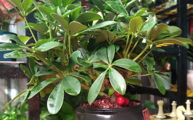 Cây phong thủy hút vận may cho người giàu: Ngũ gia bì và ý nghĩa đặc biệt - Ảnh 4. Cây phong thủy hút vận may cho người giàu: Ngũ gia bì và ý nghĩa đặc biệt - Ảnh 4.