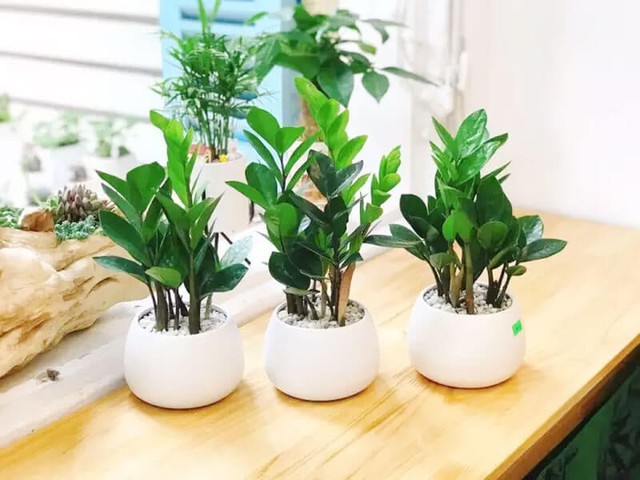 Các loại cây cảnh hợp người tuổi Dậu, giúp mang tài lộc thịnh vượng cả đời - Ảnh 4. Các loại cây cảnh hợp người tuổi Dậu, giúp mang tài lộc thịnh vượng cả đời - Ảnh 4.