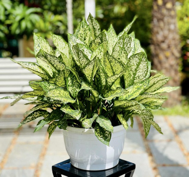 Các loại cây cảnh hợp người tuổi Dậu, giúp mang tài lộc thịnh vượng cả đời - Ảnh 2. Các loại cây cảnh hợp người tuổi Dậu, giúp mang tài lộc thịnh vượng cả đời - Ảnh 2.