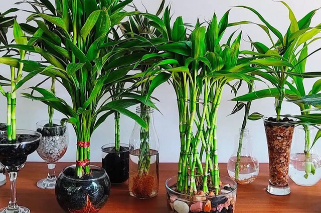 Các loại cây cảnh hợp người tuổi Dậu, giúp mang tài lộc thịnh vượng cả đời - Ảnh 3. Các loại cây cảnh hợp người tuổi Dậu, giúp mang tài lộc thịnh vượng cả đời - Ảnh 3.