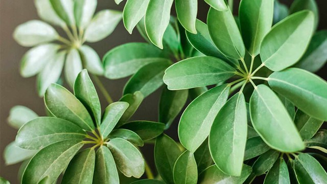 Cây phong thủy hút vận may cho người giàu: Ngũ gia bì và ý nghĩa đặc biệt - Ảnh 3. Cây phong thủy hút vận may cho người giàu: Ngũ gia bì và ý nghĩa đặc biệt - Ảnh 3.