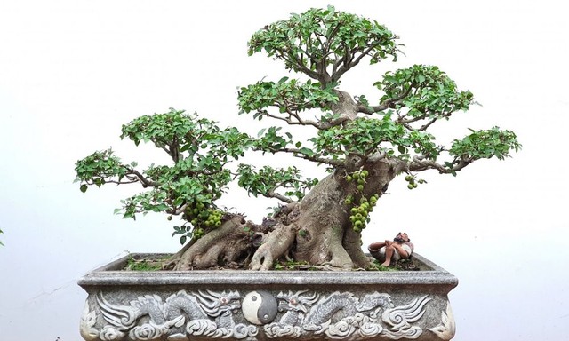Loại cây cảnh dùng để khai vận - Ảnh 2. Loại cây cảnh dùng để khai vận - Ảnh 2.
