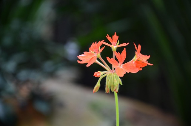 Tháng sinh Âm lịch của người dũng cảm, quyết đoán, càng kiên cường càng thịnh vượng - Ảnh 2. Tháng sinh Âm lịch của người dũng cảm, quyết đoán, càng kiên cường càng thịnh vượng - Ảnh 2.