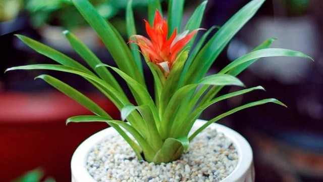 Cây thu hút tài lộc phong thuỷ theo tuổi và vị trí, giúp gia chủ phú quý, sung túc - Ảnh 1. Cây thu hút tài lộc phong thuỷ theo tuổi và vị trí, giúp gia chủ phú quý, sung túc - Ảnh 1.