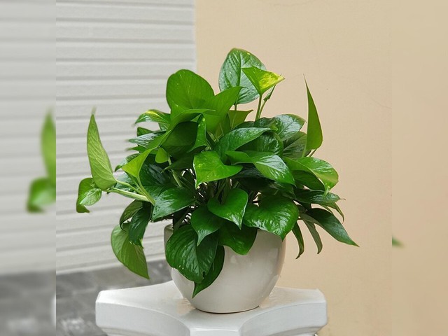 Ban Thần tài để cây gì thích hợp bổ trợ hài hòa trương khí  - Ảnh 3. Ban Thần tài để cây gì thích hợp bổ trợ hài hòa trương khí  - Ảnh 3.