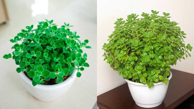 Cây thu hút tài lộc phong thuỷ theo tuổi và vị trí, giúp gia chủ phú quý, sung túc - Ảnh 6. Cây thu hút tài lộc phong thuỷ theo tuổi và vị trí, giúp gia chủ phú quý, sung túc - Ảnh 6.