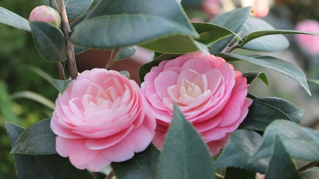 Số cuối ngày sinh Âm lịch của người cần mẫn, sẽ hưởng phúc về sau - Ảnh 4. Số cuối ngày sinh Âm lịch của người cần mẫn, sẽ hưởng phúc về sau - Ảnh 4.
