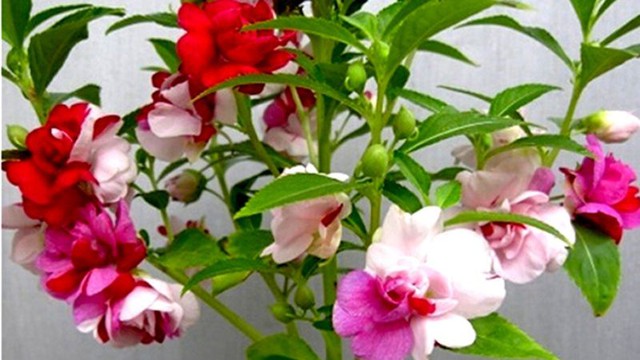 Trồng 3 loại cây này trong nhà để mang vượng vận, trăm đường lợi không một đường hại  - Ảnh 2. Trồng 3 loại cây này trong nhà để mang vượng vận, trăm đường lợi không một đường hại  - Ảnh 2.