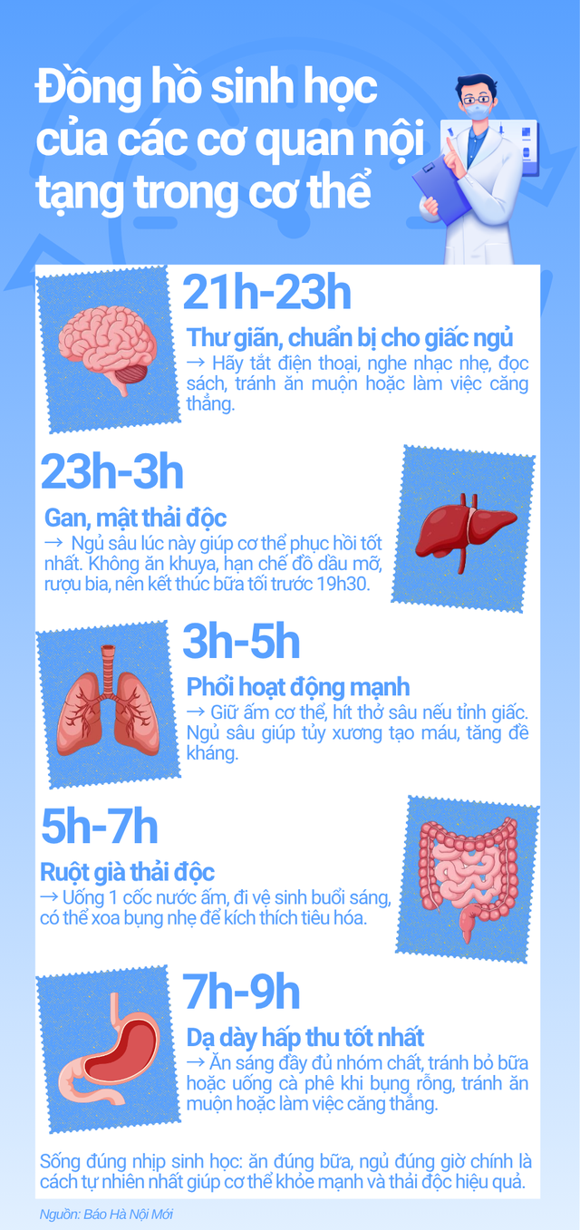 dong-ho-sinh-hoc-cua-cac-co-quan-noi-tang-trong-co-the-1761721670873466071381.png