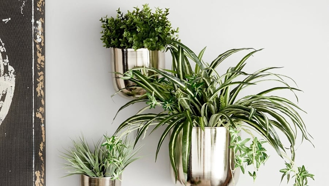 Cách trang trí cây cảnh trong phòng khách đẹp và ấn tượng - Ảnh 1.