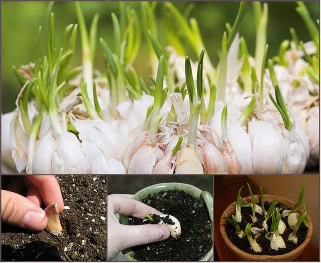 Cách đuổi muỗi bằng tỏi đơn giản, hiệu quả  - Ảnh 2.