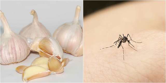 Cách đuổi muỗi bằng tỏi đơn giản, hiệu quả  - Ảnh 1.