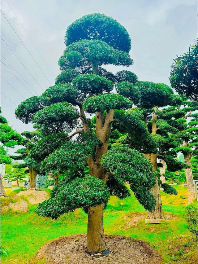 Cây tùng hợp với gia chủ mệnh nào? Ý nghĩa trong phong thủy - Ảnh 2. Cây tùng hợp với gia chủ mệnh nào? Ý nghĩa trong phong thủy - Ảnh 2.