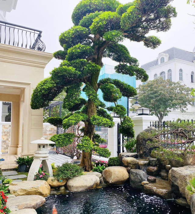Cây tùng hợp với gia chủ mệnh nào? Ý nghĩa trong phong thủy - Ảnh 4. Cây tùng hợp với gia chủ mệnh nào? Ý nghĩa trong phong thủy - Ảnh 4.