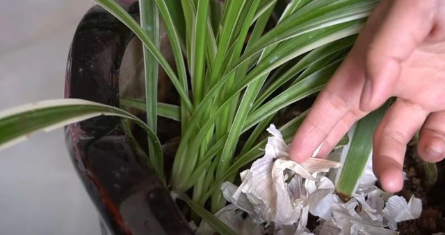 Công dụng bất ngờ của vỏ tỏi trong đời sống hàng ngày - Ảnh 2. Công dụng bất ngờ của vỏ tỏi trong đời sống hàng ngày - Ảnh 2.