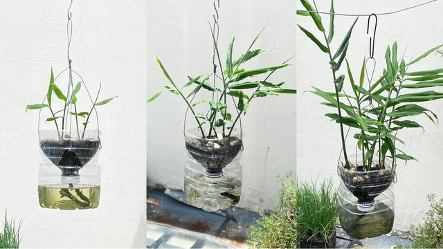 Ở đâu có cốc gừng phong thủy việc gì cũng may mắn gia tăng năng lượng, kích tài lộc đón Tết - Ảnh 2.