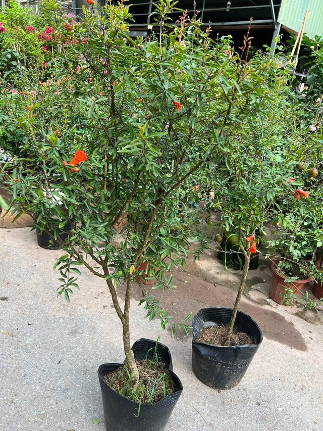 Loại cây cảnh trồng trước nhà nhà giàu rất thích trồng ở trước nhà để đón tài lộc, con cháu không giàu sang cũng hiển đạt - Ảnh 3.