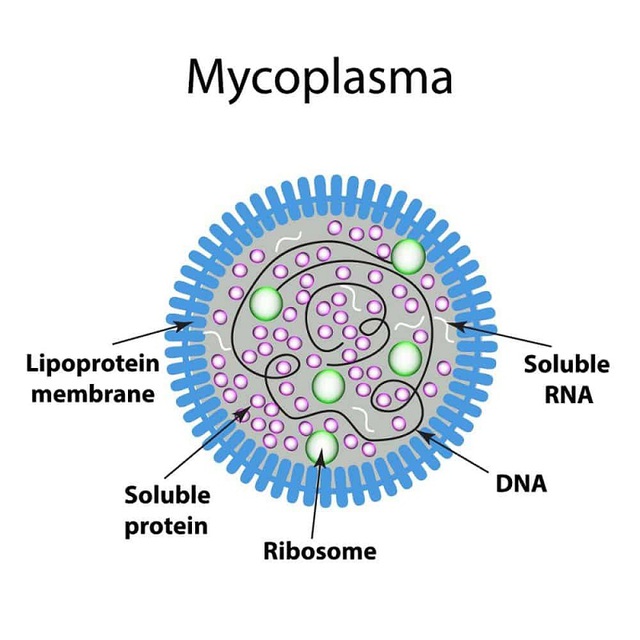 vi-khuan-mycoplasma-pneumoniae-1762839129722584481980.jpg