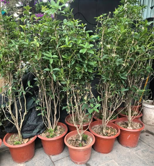 Cây cảnh phong thủy giới nhà giàu ưa chuộng trồng trước cửa nhà: Vừa đẹp, vừa dùng uống trà tốt cho sức khỏe - Ảnh 3. Cây cảnh phong thủy giới nhà giàu ưa chuộng trồng trước cửa nhà: Vừa đẹp, vừa dùng uống trà tốt cho sức khỏe - Ảnh 3.