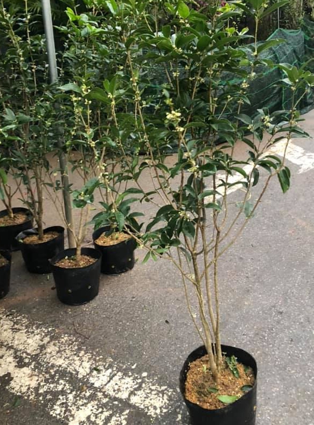 Cây cảnh phong thủy giới nhà giàu ưa chuộng trồng trước cửa nhà: Vừa đẹp, vừa dùng uống trà tốt cho sức khỏe - Ảnh 5. Cây cảnh phong thủy giới nhà giàu ưa chuộng trồng trước cửa nhà: Vừa đẹp, vừa dùng uống trà tốt cho sức khỏe - Ảnh 5.