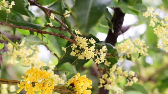 Cây cảnh phong thủy giới nhà giàu ưa chuộng trồng trước cửa nhà: Vừa đẹp, vừa dùng uống trà tốt cho sức khỏe - Ảnh 4. Cây cảnh phong thủy giới nhà giàu ưa chuộng trồng trước cửa nhà: Vừa đẹp, vừa dùng uống trà tốt cho sức khỏe - Ảnh 4.