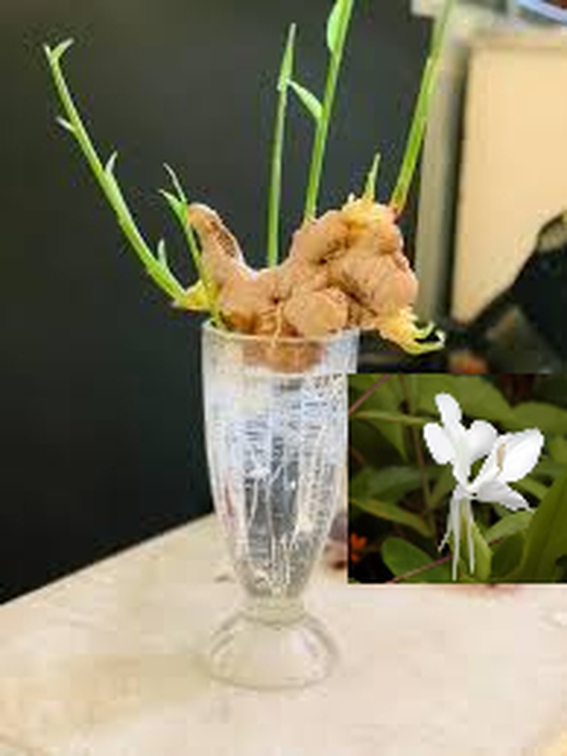 Ở đâu có cốc gừng phong thủy việc gì cũng may mắn gia tăng năng lượng, kích tài lộc đón Tết - Ảnh 4.