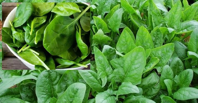 Rau chân vịt siêu thực phẩm mùa đông tốt cho xương khớp và cách chế biến ngon - Ảnh 3. Rau chân vịt siêu thực phẩm mùa đông tốt cho xương khớp và cách chế biến ngon - Ảnh 3.