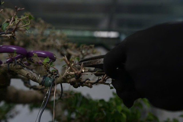 Những người thợ thổi hồn vào cây cảnh Vị Khê ở Ninh Bình - Ảnh 2. Những người thợ thổi hồn vào cây cảnh Vị Khê ở Ninh Bình - Ảnh 2.