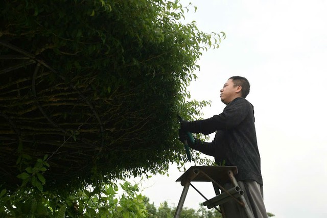 Những người thợ thổi hồn vào cây cảnh Vị Khê ở Ninh Bình - Ảnh 3. Những người thợ thổi hồn vào cây cảnh Vị Khê ở Ninh Bình - Ảnh 3.