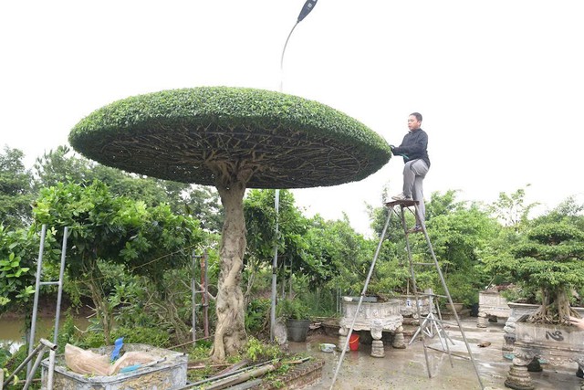 Những người thợ thổi hồn vào cây cảnh Vị Khê ở Ninh Bình - Ảnh 1. Những người thợ thổi hồn vào cây cảnh Vị Khê ở Ninh Bình - Ảnh 1.
