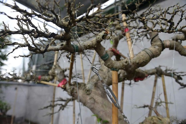 Những người thợ thổi hồn vào cây cảnh Vị Khê ở Ninh Bình - Ảnh 5. Những người thợ thổi hồn vào cây cảnh Vị Khê ở Ninh Bình - Ảnh 5.