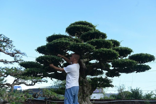 Chiêm ngưỡng bộ ba sanh cổ hiếm có ở Ninh Bình , giá trị vượt xa triệu đô - Ảnh 6. Chiêm ngưỡng bộ ba sanh cổ hiếm có ở Ninh Bình , giá trị vượt xa triệu đô - Ảnh 6.