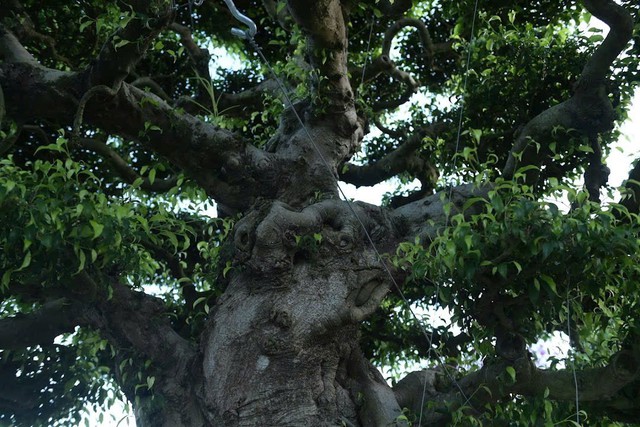 Chiêm ngưỡng bộ ba sanh cổ hiếm có ở Ninh Bình , giá trị vượt xa triệu đô - Ảnh 4. Chiêm ngưỡng bộ ba sanh cổ hiếm có ở Ninh Bình , giá trị vượt xa triệu đô - Ảnh 4.